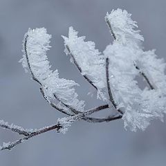 photo "Hoarfrost"