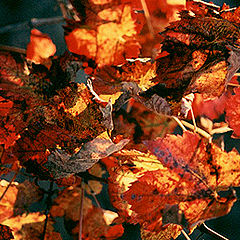 photo "Warm colors in a cold day..."