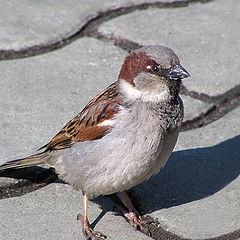 photo "Sparrow"