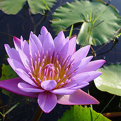 photo "The lotus in the nature"