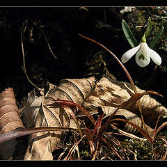 photo "The spring is coming..."