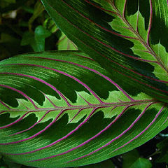 photo "Maranta"