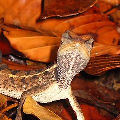 фото "Suspicious Lizzard"