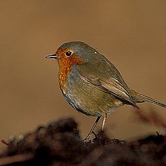 photo "Robin"