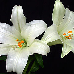 photo "Lilies"