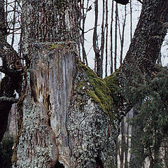 photo "Old Tree"