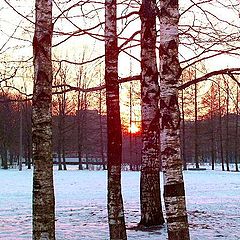 photo "Among birches,I see off sunset alone..."