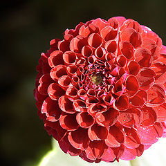 photo "dahlia"