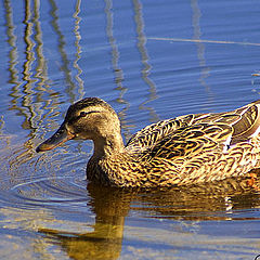 фото "Anas Platyrhynchos (F)"