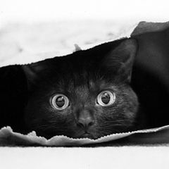 photo "Cat in a bag"