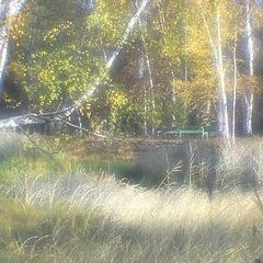 photo "Birches and a cane"