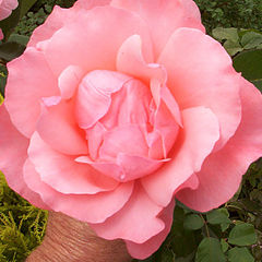 photo "Natural Hand Help Rose"