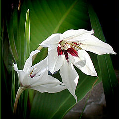 photo "Peacock Orchid"