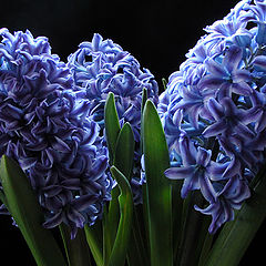 фото "Hyacinth"