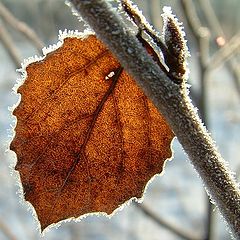 photo "Spring, autumn and winter.."