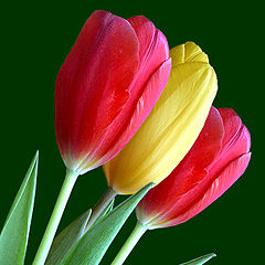 photo "Tulips (study II)"