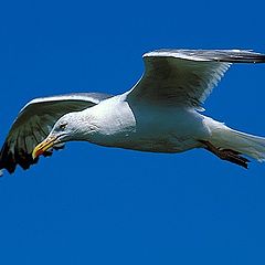 photo "Herring Gull."