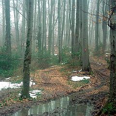 photo "Fog in wood II"