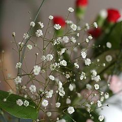 photo "Flowers"