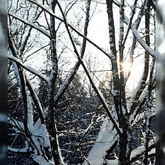 photo "Winter sun"