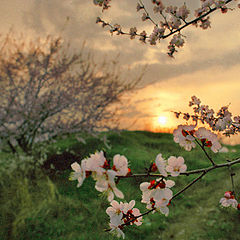 photo "Flowers of Spring"