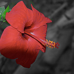 photo "Untitled"