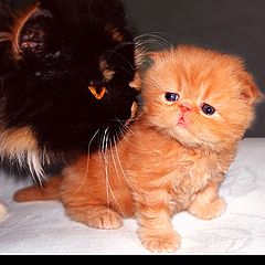 photo "Kitty&Kitten"