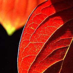 фото "leaf"