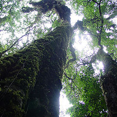 фото "Deep forest in dry season"