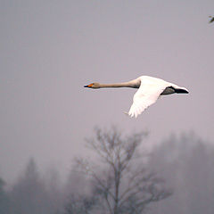 photo "Indicative flight"