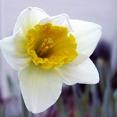 фото "Narcissuss"