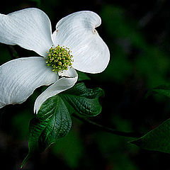 photo "Dogwood in the Dark"