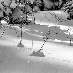 photo "Winter garden"