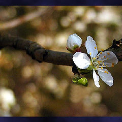 фото "Spring 2003 3"