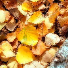 photo "leaf_2"