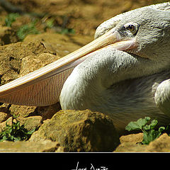 фото "pelican 2"