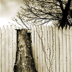 photo "fence"
