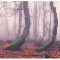 фото "Forest mist"