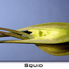 фото "Squid"