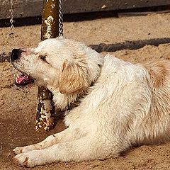 photo "Thirst."