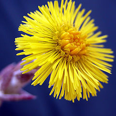 photo "The first spring flower"