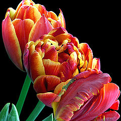 photo "Three tulips"