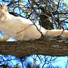 photo "Out on a Limb"