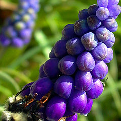 фото "The Harvester"