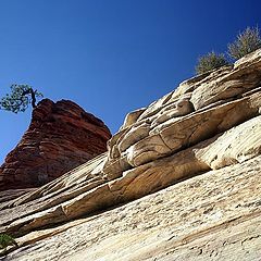 photo "Zion. Tree on the rock."