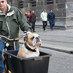 photo "Doggy in Amsterdam"