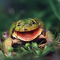 photo "I like spring..Frog"