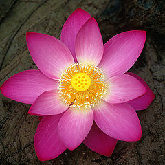 photo "water-lily"