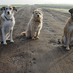 photo "Three Musketeers"