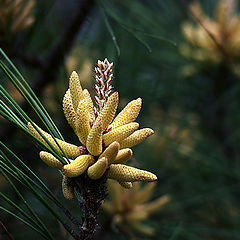 фото "Aria in the Dark"